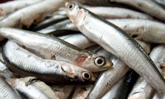 Boquerones o sardinas al horno con adobo moruno 