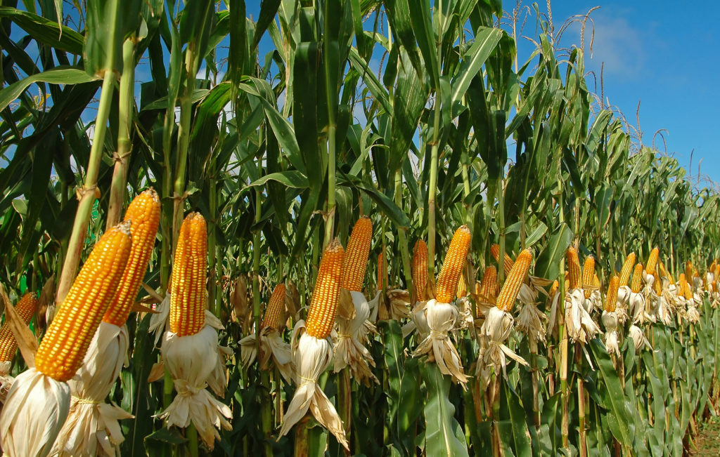 Beneficios nutricionales de las palomitas 