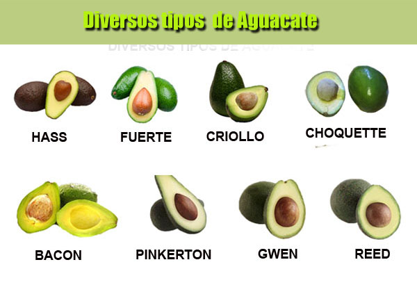 Aguacate