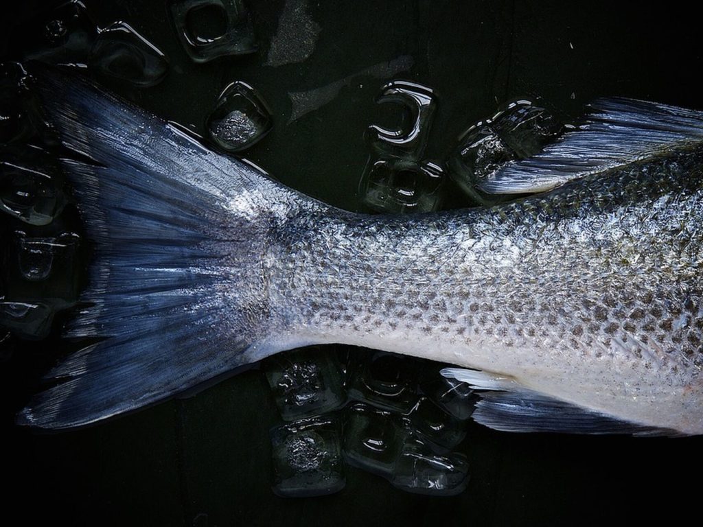 La pecera de oro y los mitos sobre el pescado 