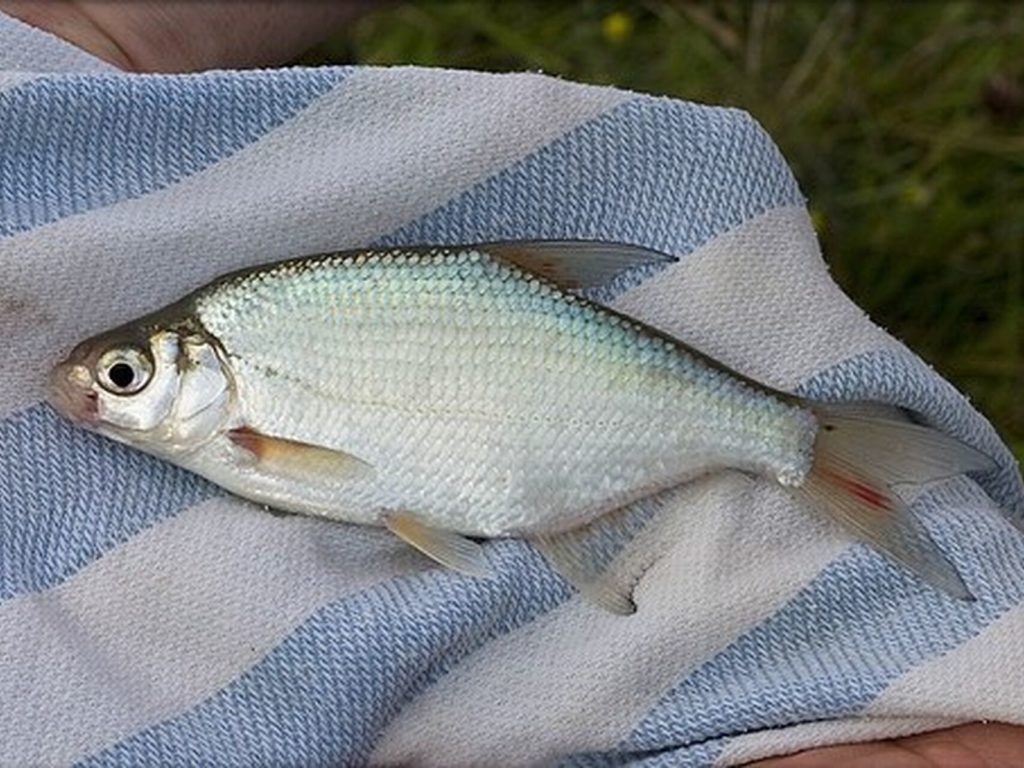 La pecera de oro y los mitos sobre el pescado