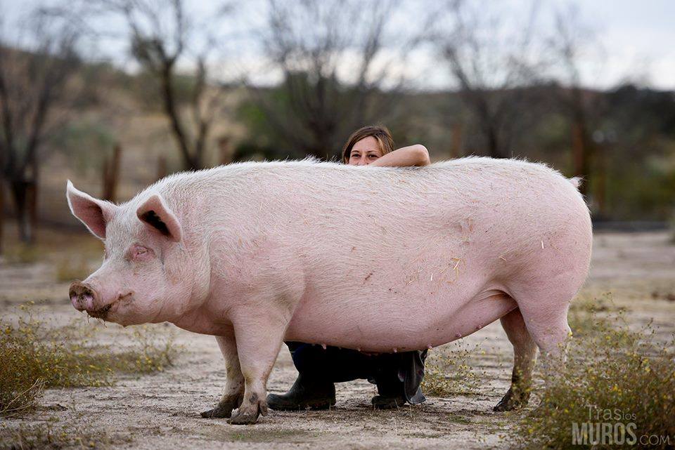La sorpresa porcina secretos del cerdo 