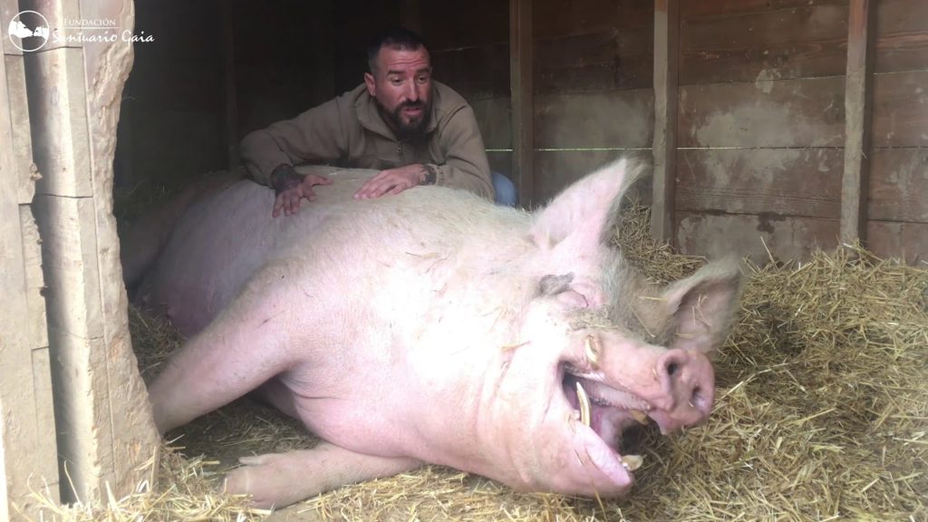 La sorpresa porcina secretos del cerdo