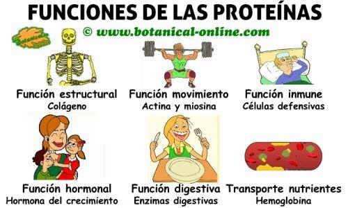proteína y sus funciones